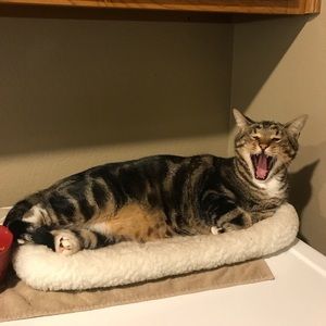 Meet your Posher, Polly